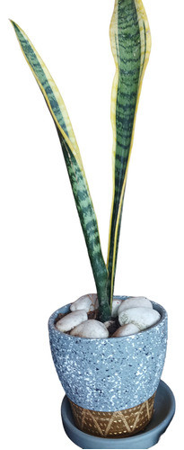 Espada De San Jorge Con Maceta Envío Gratis 1