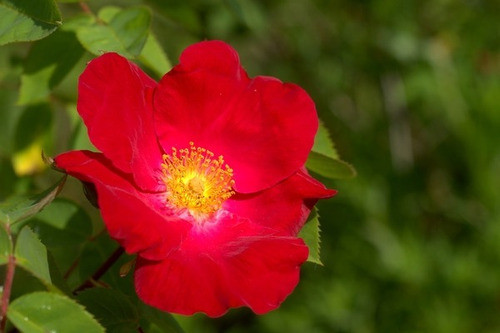 Extrato Fluido De Rosa Rubra Embalagem Com 200ml 0