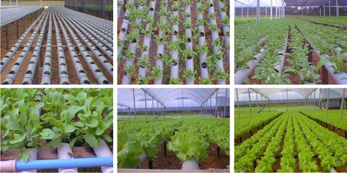 1000lt Nutrientes Hortaliça + Timer Analogico  Hidroponia 0