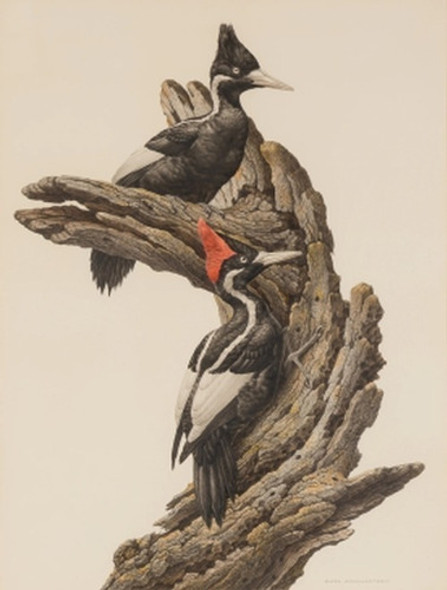 Pájaro Carpintero Pico De  - Amuchastegui - Lámina 45x30 Cm. 0 Pájaro Carpintero Pico De  - Amuchastegui - Lámina 45x30 Cm. 0