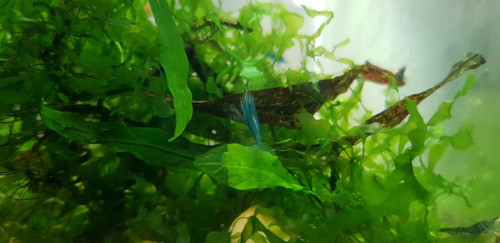 Neocardinas Gambas Camaron Blue 1