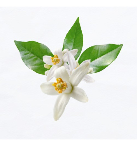 Aceite Esencial Neroli 50cc Linea Premium 1