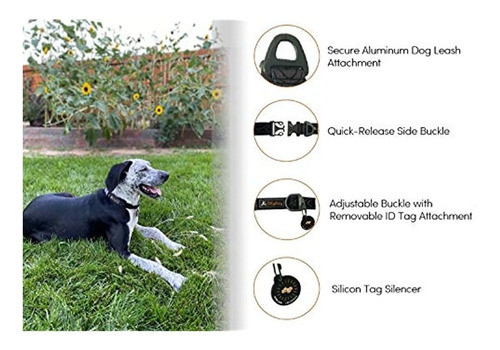 Collar Ollydog Flagstaff Para Perros, Cuello De Cinta Resist 1