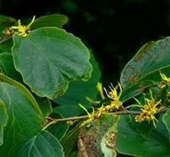Extrato Fluido De Hamamelis Embalagem Com 200ml 1