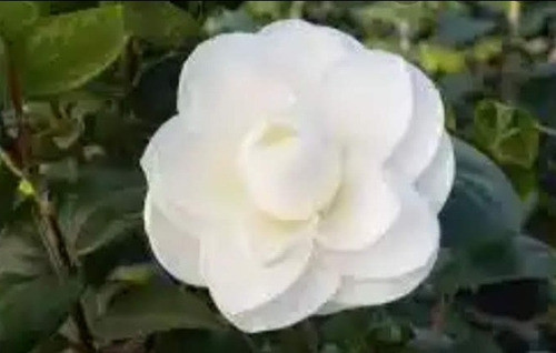 Camelias Arbol 0