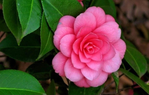 Camelias Arbol 1