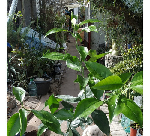 Naranjo Arbol Injertado 1