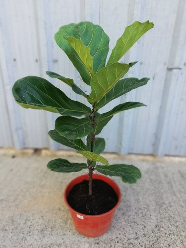 Ficus Pandurata O Lirata 1