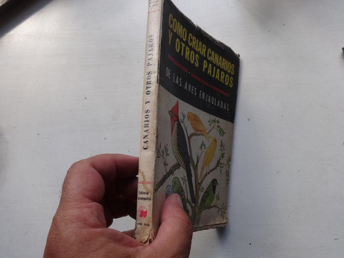 Como Criar Canario Antiguo Ave Jaula Victoriano Blanco 1