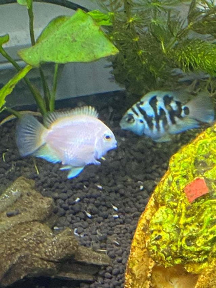 Parrot White Platinum 5 Cm 1 Parrot White Platinum 5 Cm 1