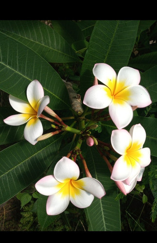 Jazmín Magno Blanco Centro Amarillo... 1