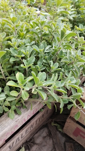 Promo Cajón 15 Geranios - Planta Pleno Sol - Maceta 12 1