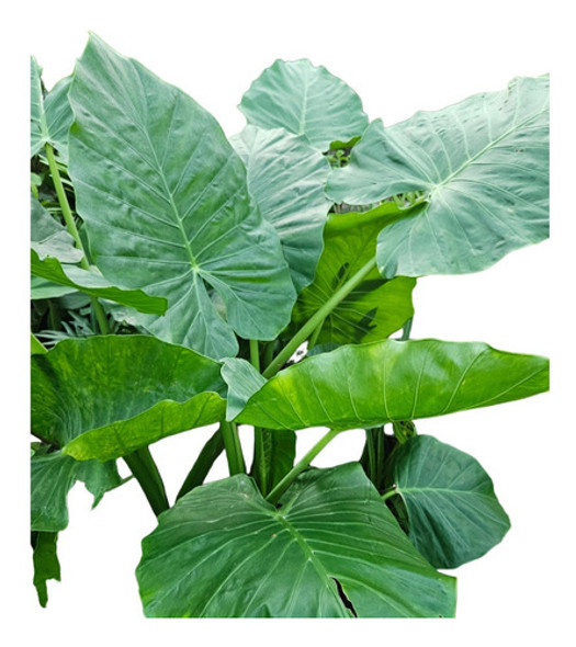Alocasia Oreja  De Elefante Grandes 0 Alocasia Oreja  De Elefante Grandes 0