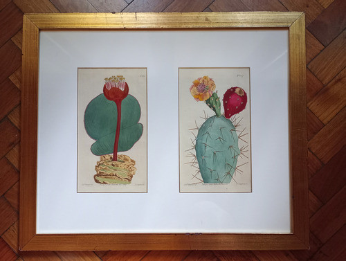 Grabados Botánicos Acuarelados 1804-1814 - No Envío 1