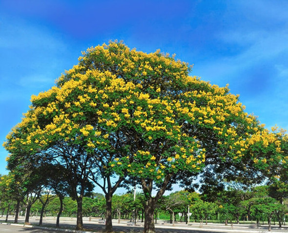 Árbol Planta Acacia Lluviosa Amarilla, Sebipira, Sepipiruna 1