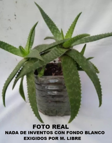 Planta Aloe Vera ( Saponaria ) Impecable - No Hago Envios 1