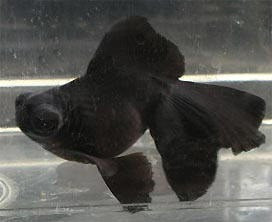 Telescopico Chico Surtido Oferta De Elegi Mundo Acuatico 1