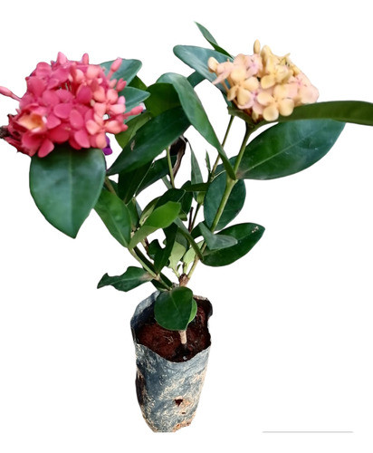 Plantínes Hortensia Japonesa Ixoria 0