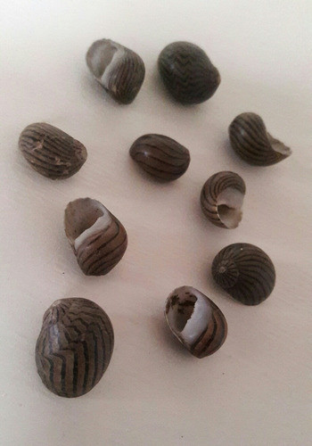 Decorativos Adornos Caracoles Marrones 1