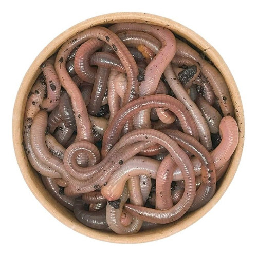 500g De Lombriz De Río Seleccion Sebo Para Pesca Envios 1