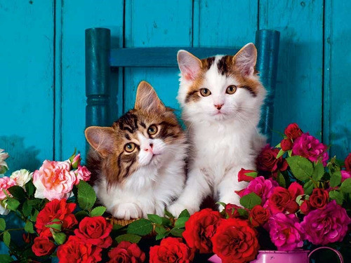 Puzzle Gatitos Y Rosas 500 Piezas- Ravensburger 1