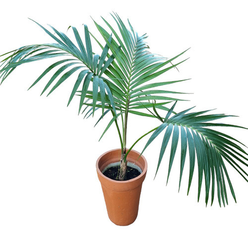 Palmera Kentia C/maceta 1