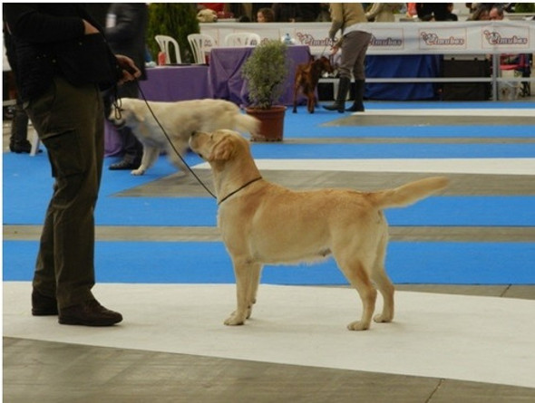 Correa De Exposición Canina 1