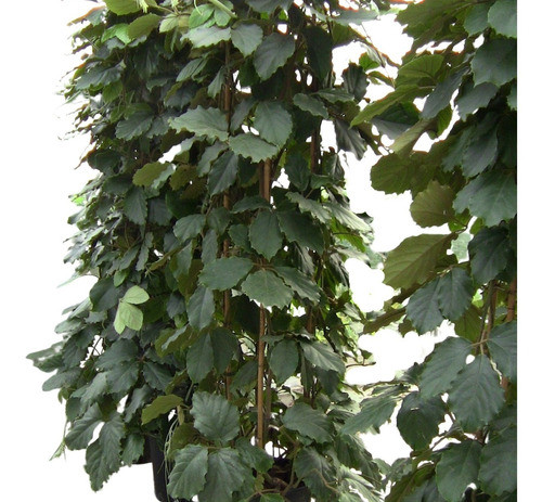 Enredadera Tetrastigma Voinierianum 0