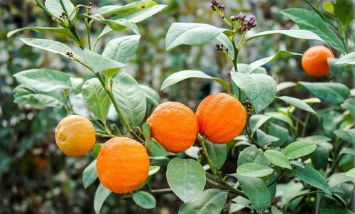 Limón Paraguayo - Limón Mandarina 0