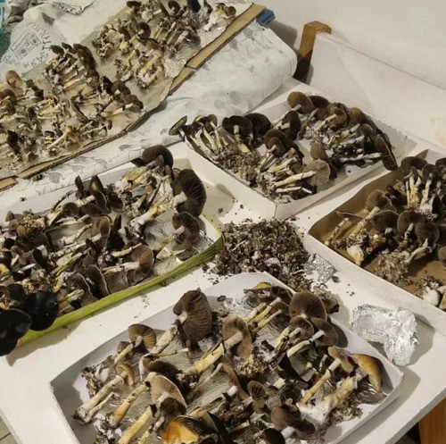 Cultivo De Hongos Mágicos 1