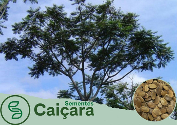 Sementes De Paricá 500g 0 Sementes De Paricá 500g 0