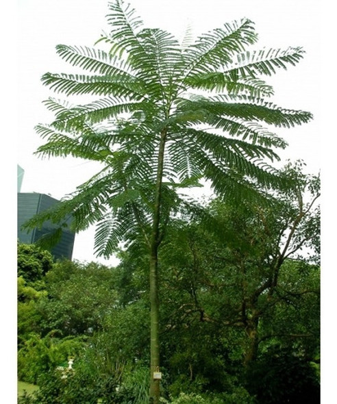 Sementes De Paricá 500g 1 Sementes De Paricá 500g 1