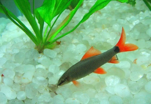 Labeo Eritrurus Surtido Super Promocion De Mundo Acuatico 0