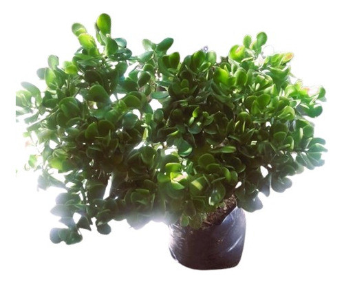Vivero Cielo Verde Orgánico, Arbol De Jade Crassula Ovata 0