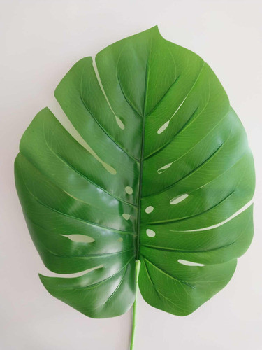 Hojas Monstera Costilla De Adan Xl Con Varilla 84 Cms 1
