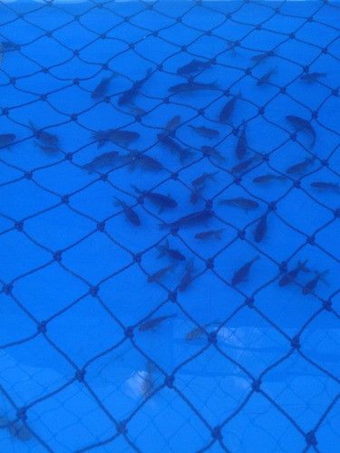 Peces Carpas Koi, Cometas, Shubunkin 6 Cm 1