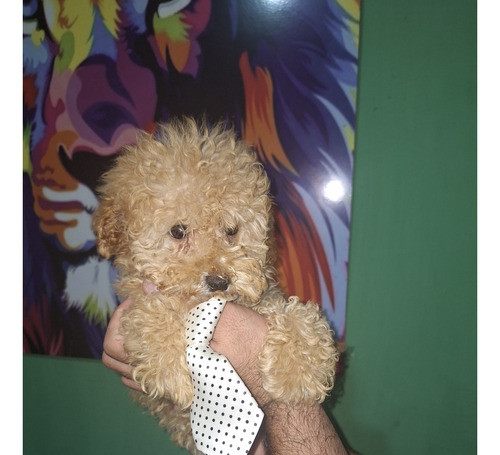 Caniche Champaing Vacunado 0
