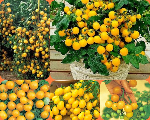 150 Tomate Cereja Amarelo P/ Vasos Canteiros E Hortas. 0