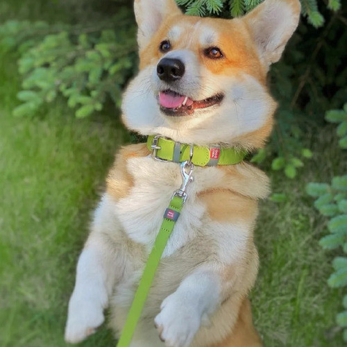 Correa De Cuero Para Perros Xxl Waudog 1