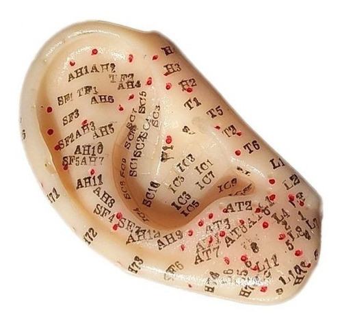 Oreja Molde Modelo Con Puntos De Auriculoterapia X 2 Chico 0