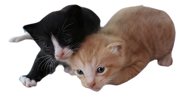 Led Que Indica Animal Doméstico Calefacción Cojín Perro Gato 0 Led Que Indica Animal Doméstico Calefacción Cojín Perro Gato 0