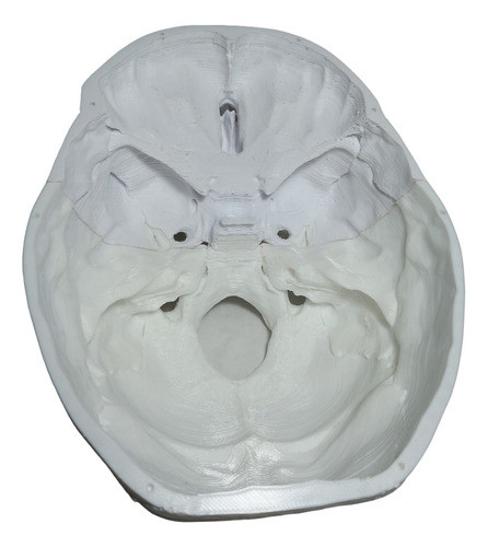 Cráneo Anatómico 3d 1