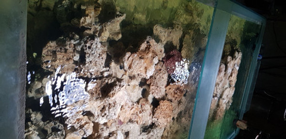 Cambio Roca Viva Por Corales / Peces Marinos 1