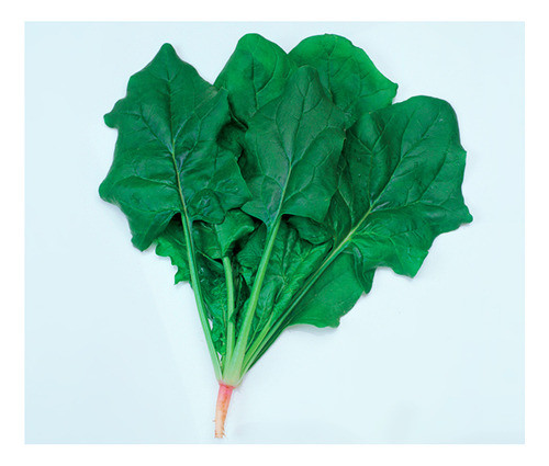 Sementes De Espinafre Japonês Híbrido Try Com 500 Gramas 1