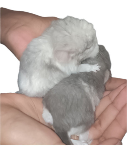 Chinchila Mosaico De Tan 1