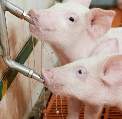 Bebedero Chupete Nipple Con Vastago Cerdo Lechones X 5 U 1