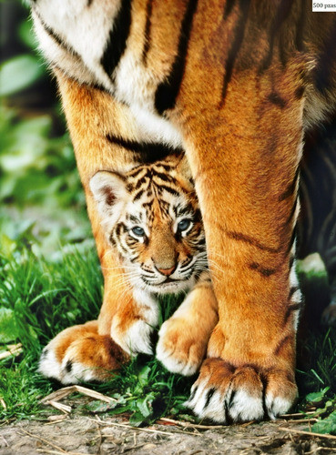 Puzzle 500 Piezas Clementoni Tigers Tigres 0