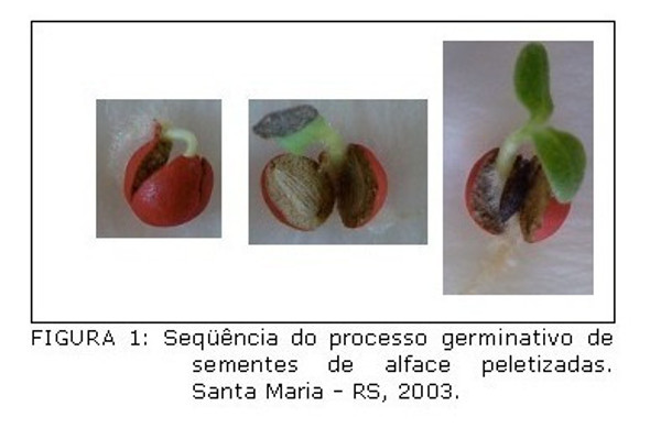 300 Sementes Peletizadas Profissional Top Linha Hidroponia 1