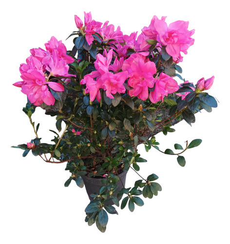 Planta Azalea Grande Rosada Envío Gratis 0