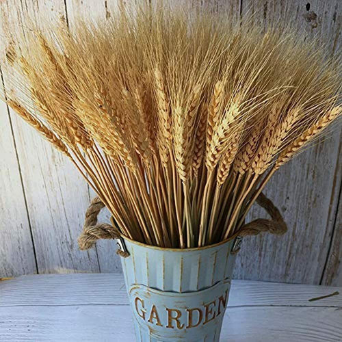 Tallos De Trigo, 100 Piezas De Flores Naturales De Grano De 0
